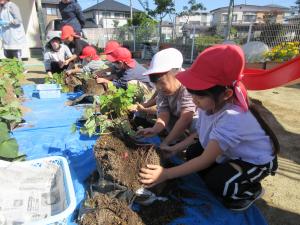 サツマイモを探す