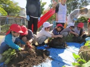 サツマイモ発見