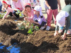 サツマイモ発見