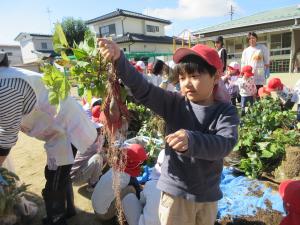 サツマイモいっぱい