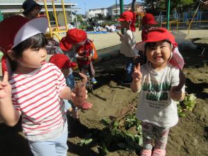砂場でサツマイモ堀ごっこ