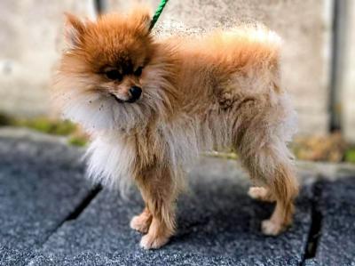 ポメラニアン雄