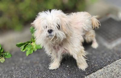 ミックスオスクリーム色