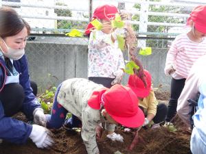大きいお芋とれたよ
