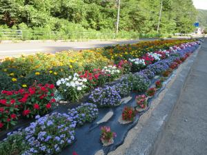 ブルーがきれいな路側の花