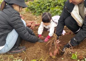 ふれあいサツマイモ収穫