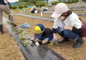 ふれあいサツマイモ植え付け