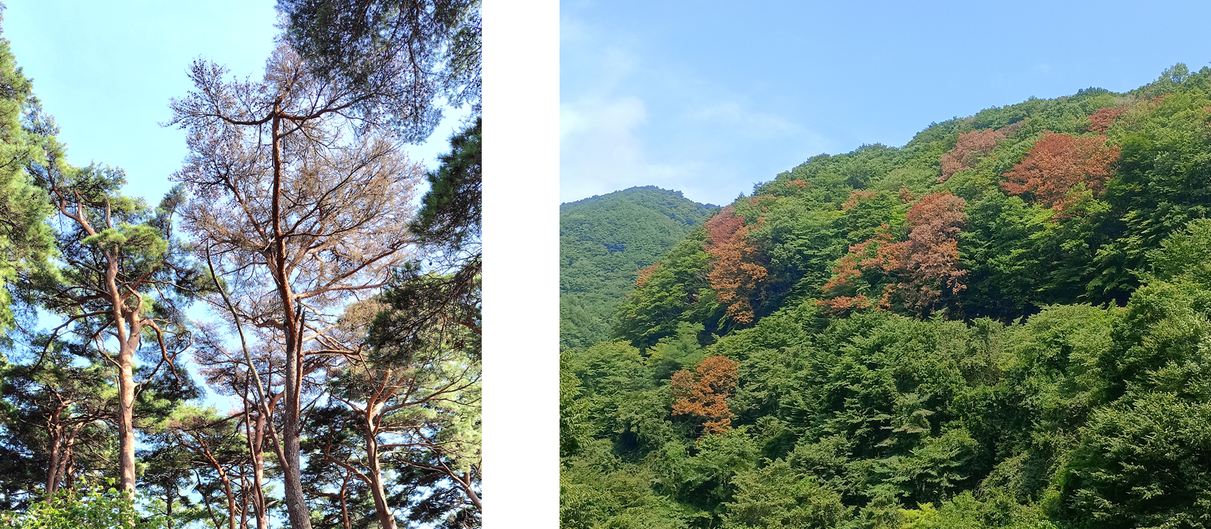 左：松くい虫の被害の様子　右：ナラ枯れの被害の様子
