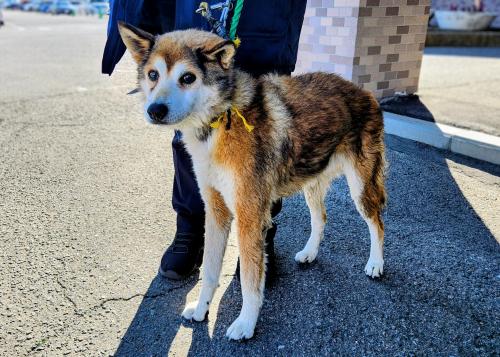 雑種雄青首輪リード付き