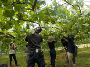 ブドウの摘粒の実習の様子