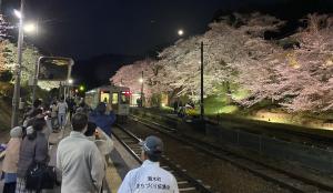 写真_ライトアップした桜が大人気
