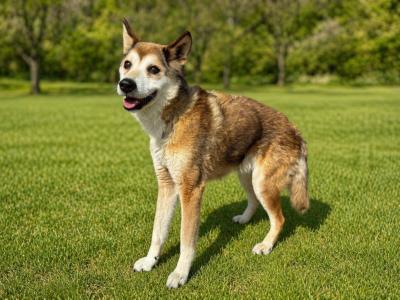 雑種　茶白　雄