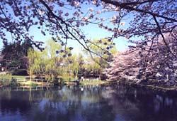 香久池公園のサクラの写真