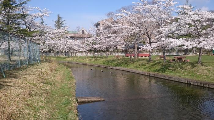 大槻公園の桜の写真