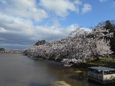 五百淵公園の桜