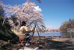 酒蓋公園の桜