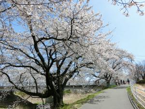 藤田川の桜