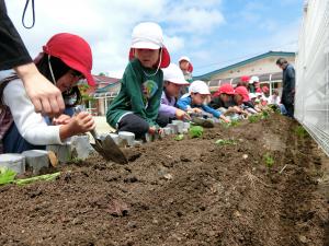 苗を植える子どもたち