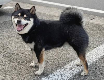 柴犬 黒 雄