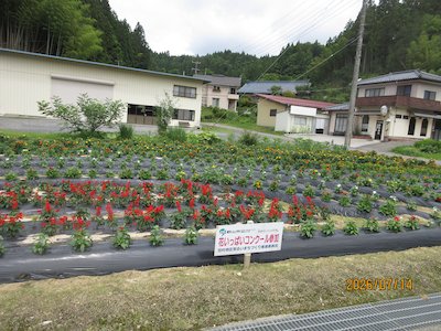 田母神いこいの花畑1