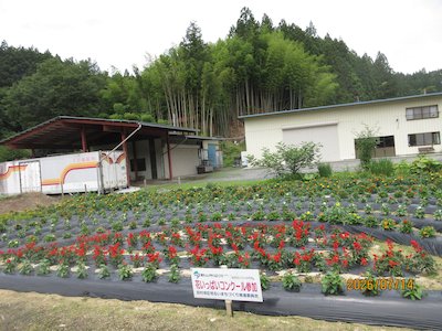 田母神いこいの花畑2