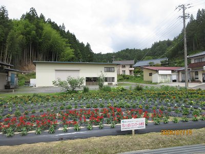 田母神いこいの花畑3