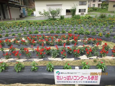 田母神いこいの花畑4