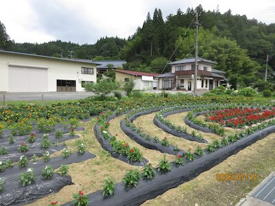 田母神いこいの花畑5