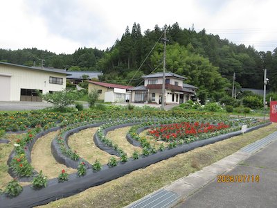 田母神いこいの花畑6