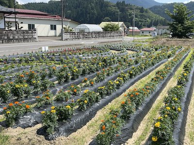 田母神いこいの花畑7