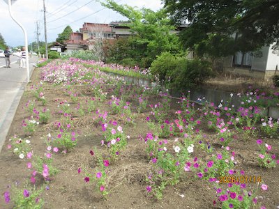 穂多礼花愛好会1