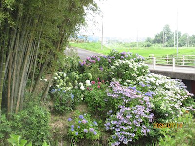 町畑主婦の会2