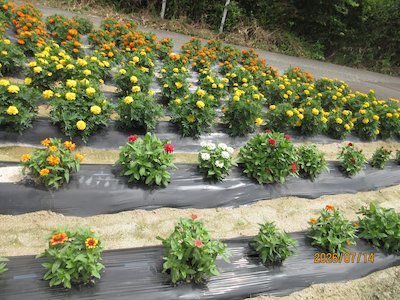 富永平内花を愛する会3