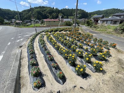 富永・平内花を愛する会6