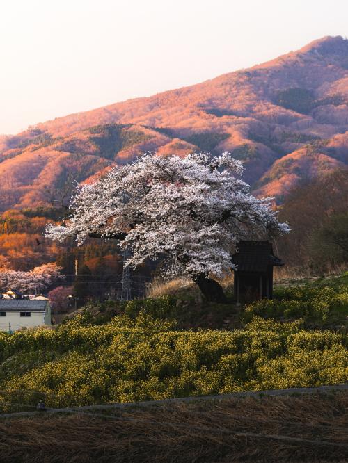 田村市賞