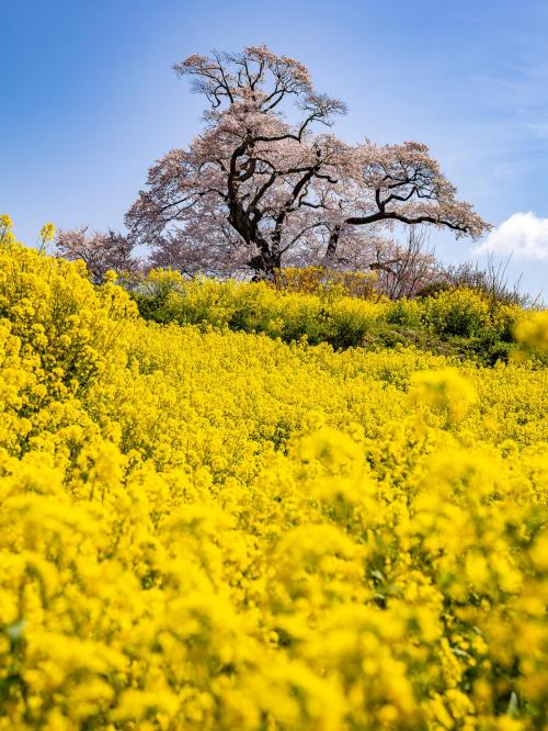 本宮市賞
