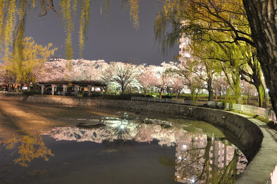 開成山公園の夜桜