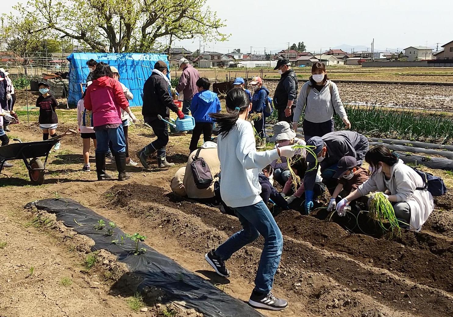 みんなで一緒に野菜の植え付けを体験の画像