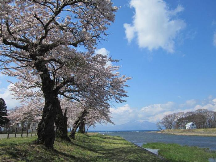 舟津川の桜と猪苗代湖の写真