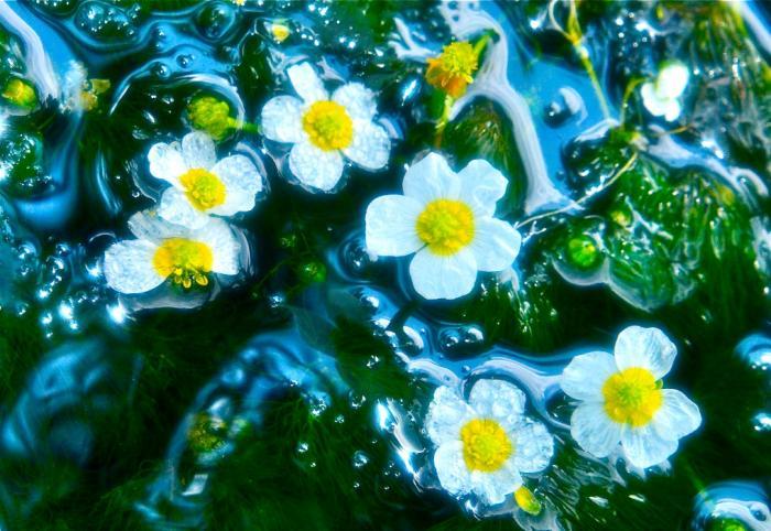 南町中野地区の清流「清水川」に咲く、梅花藻の花の写真