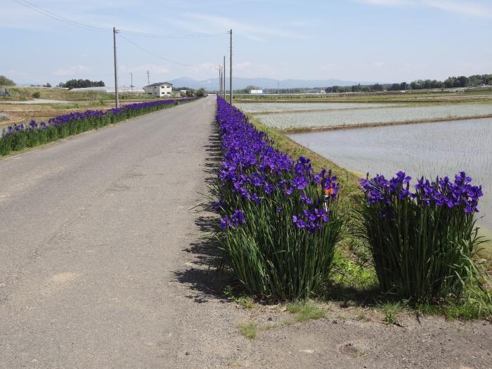 三穂田町大谷地区にあるアヤメロードの写真2