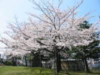 下水道管理センターに咲き誇る桜の写真