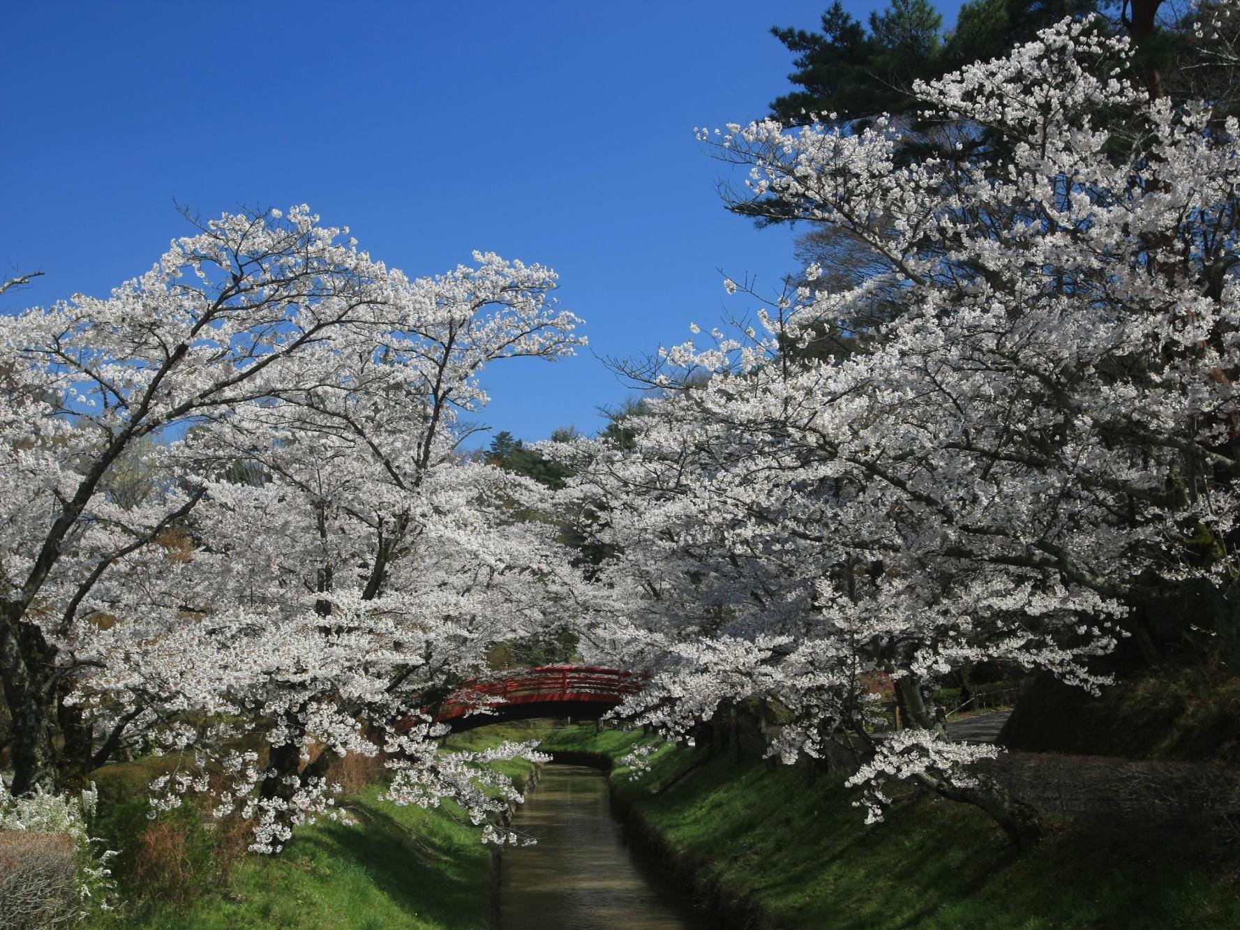 翠ケ丘公園の桜