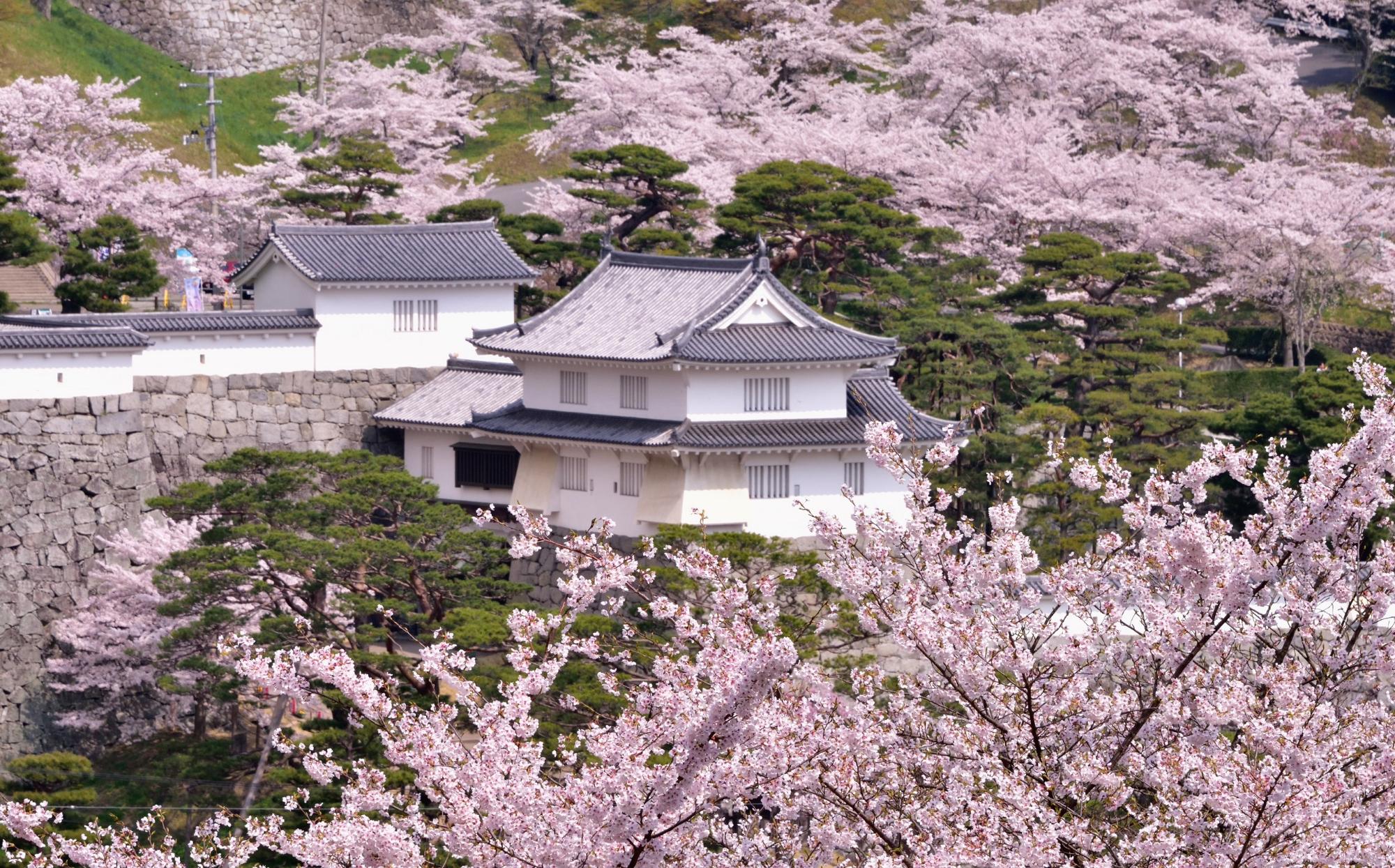 霞ケ城公園の桜