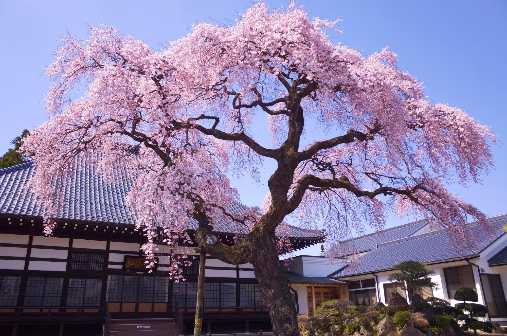 相応寺のしだれ桜の画像