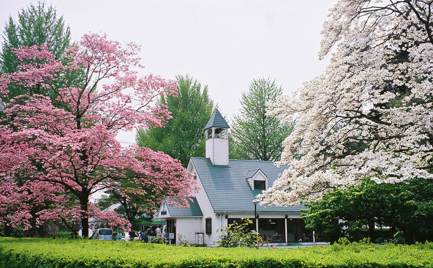 岩瀬牧場の桜