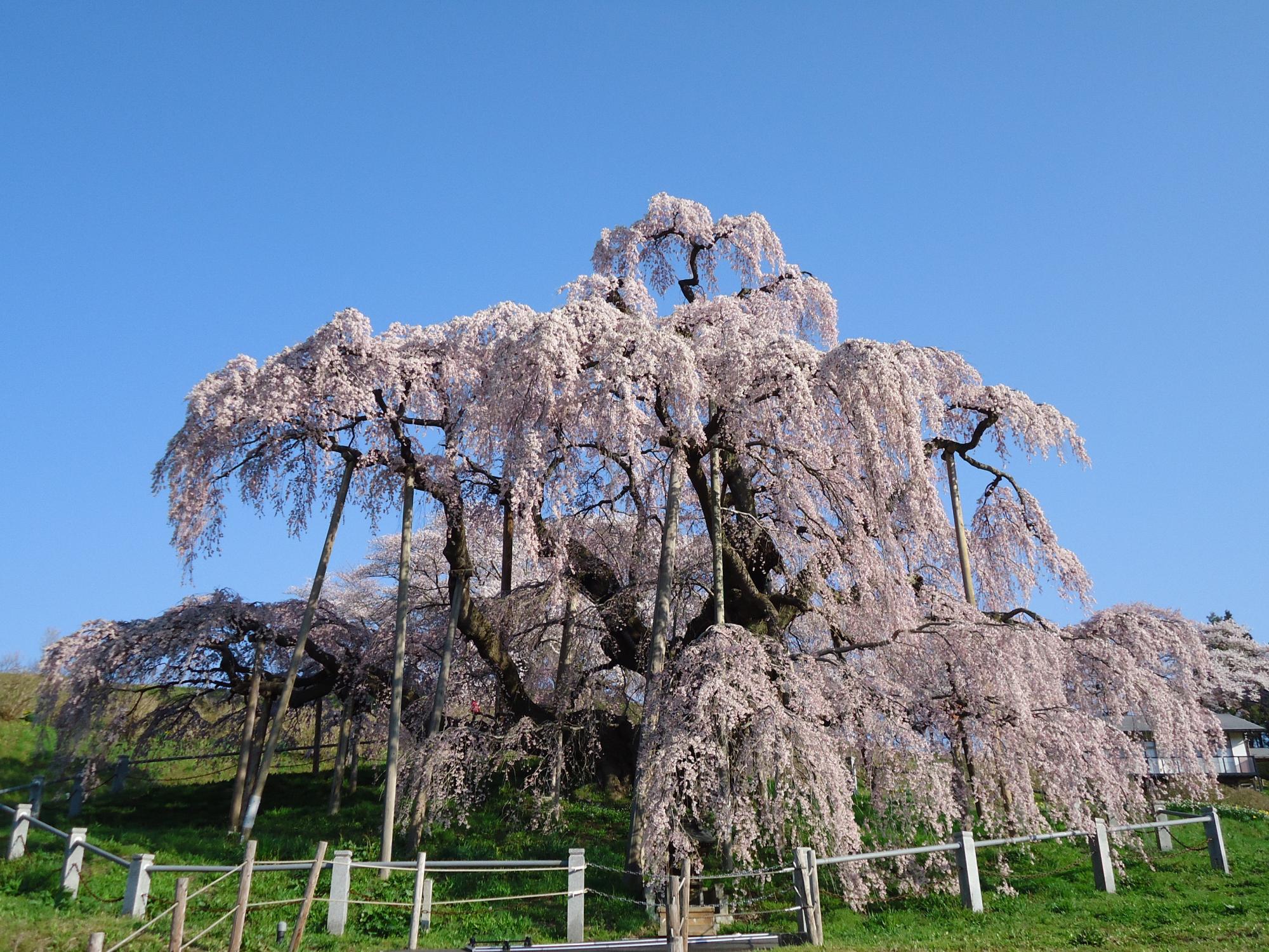 三春町の滝桜