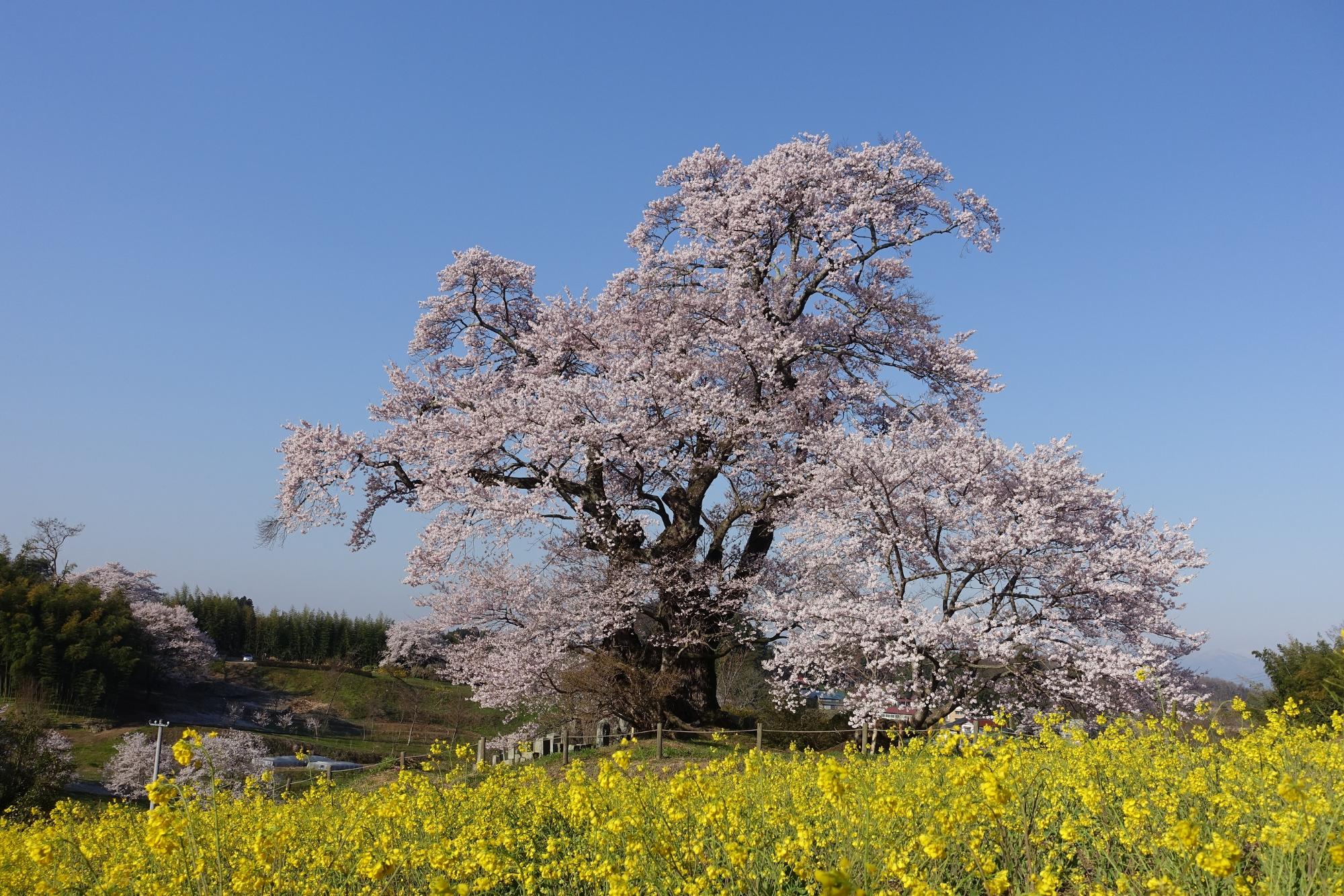 塩ノ崎の大桜