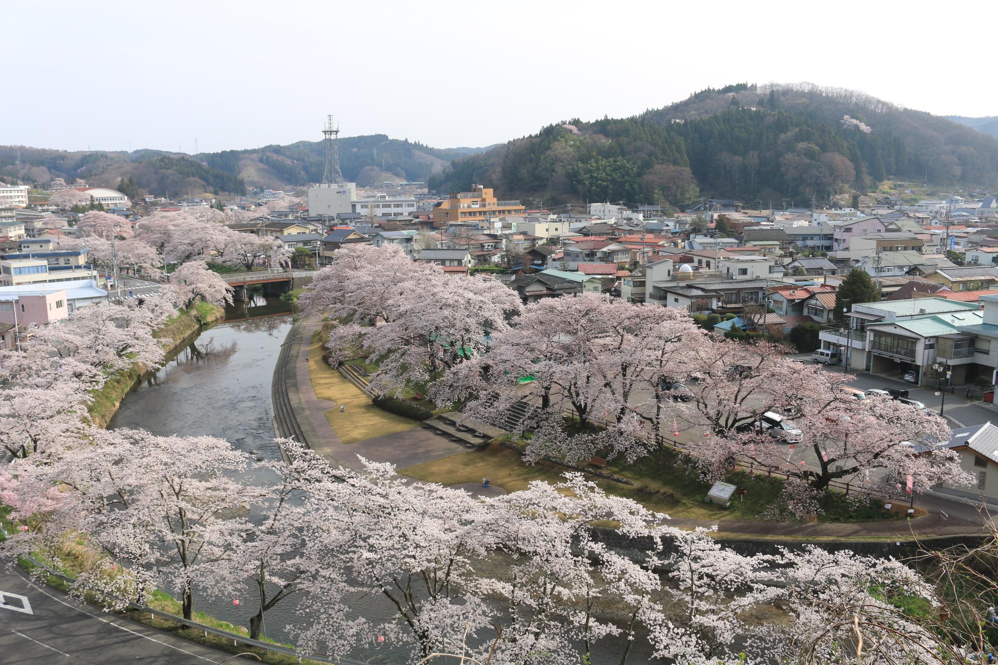 北須川・今出川沿いの桜並木