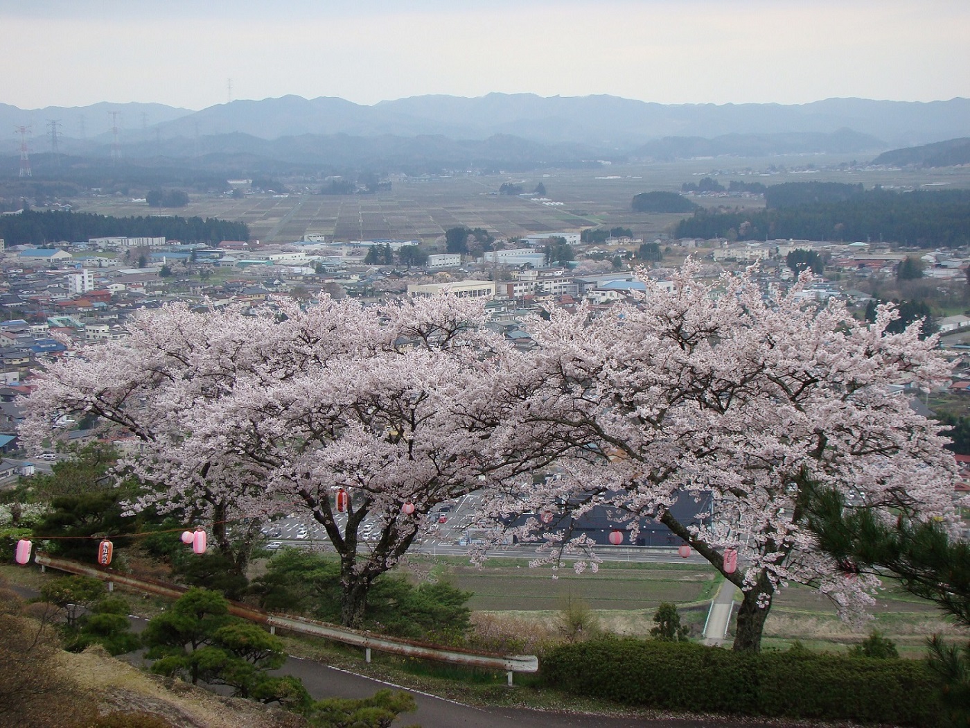 城山公園の桜